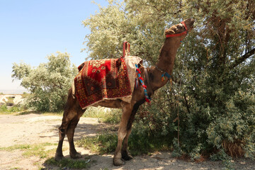 Camel carrying colorful saddle eating leaves from a tree close to the view point onto the Pigeon...