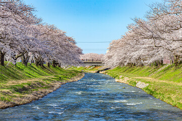 川沿いに咲く桜並木