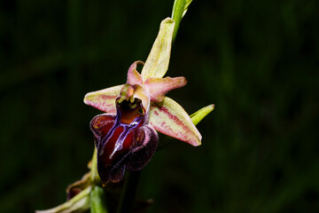 Colorful flower of the dark Cypriot orchid (Ophrys morio), Cyprus