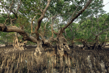 Coastal mangrove trees, crooked trunks and extensive roots at the shore of Kuta Bay, Lombok island...