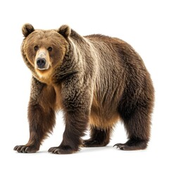 Obraz premium Brown Bear standing side view isolated on white background, photo realistic.