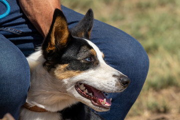 Beautiful Border collie at a sheepherding trial on a farm near Bultfontein in the Orange Free State, South Africa