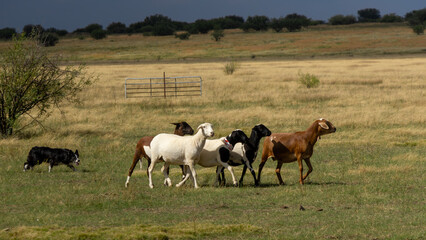 Border collie herding sheep on a farm near Bultfontein in the Orange Free State, South Africa