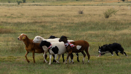Border collie herding sheep on a farm near Bultfontein in the Orange Free State, South Africa