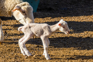 Tiny merino lamb and ewes on a farm near Bultfontein in the Orange Free State, South Africa