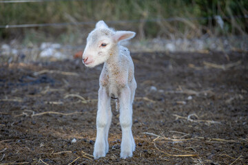Obraz premium Tiny merino lamb and ewes on a farm near Bultfontein in the Orange Free State, South Africa