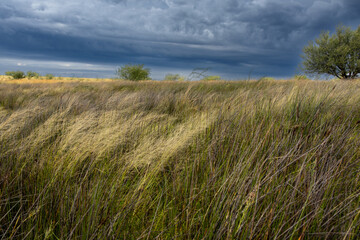 Landscape on a windy day with darks clouds on a farm near Bultfontein in the Orange Free State, South Africa