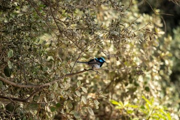 blue bird on a branch