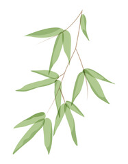 Branch with leaves in watercolor style, decorative element. Plant illustration in flat style, nature concept.