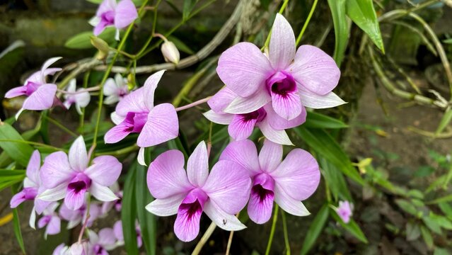 Dendrobium bigibbum, commonly known as the Cooktown orchid or mauve butterfly orchid is an epiphytic or lithophytic orchid in the family Orchidaceae.