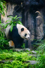 Pandas in Taipei zoo strolling around © Marc