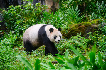 Pandas in Taipei zoo strolling around