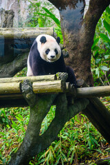 Pandas in Taipei zoo strolling around