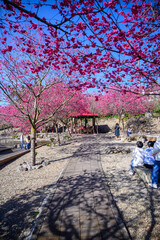 Blooming trees in taiwan during spring