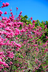 Blooming trees in taiwan during spring