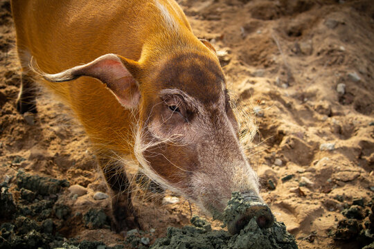 The red river hog also known as the bush pig