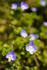 春の野原に咲くオオイヌノフグリの青い花　