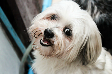 Cute long-haired white Shih Tzu dog.