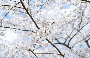 桜２