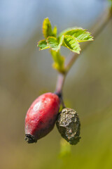 old rosehips, early spring, young rosehip leaf, rosa canina, green leaf, rosehip branch, fruit leavings