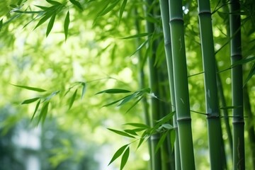 Tall bamboo trees The trunk is slender and straight. Light green leaves 