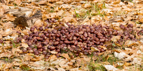 brown nut-like seeds of horse chestnut, without spiky capsules, conkers, horse-chestnuts, scattered on the ground, covered with dry leaves, feeding station, feeding of game animals