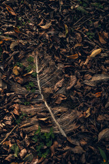 Palm leaf in the tropical jungle.