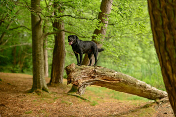 Dog Standing on Fallen Tree in Lush Forest