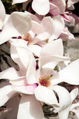 Blooming white and pink magnolias
