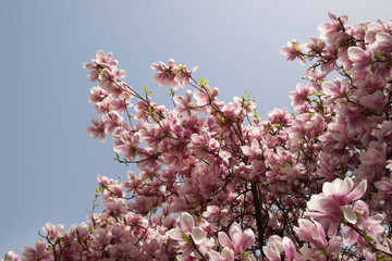 Blooming pink magnolias on the blue sky