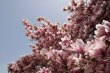 Blooming pink magnolias on the blue sky