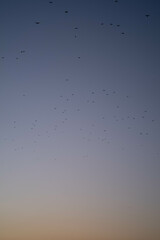 Evening sky filled with birds