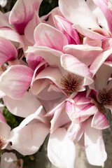 Blooming white and pink magnolias