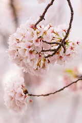 Cherry blossom blooms in the spring