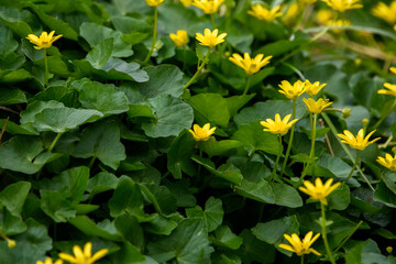 Lush wildflowers with bright yellow petals emerge among green leaves