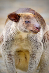 Portrait the grizzled tree kangaroo