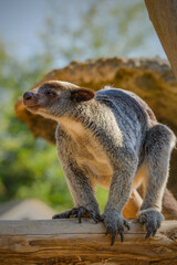 Portrait the grizzled tree kangaroo