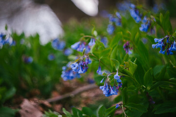 The Growing and Blooming Bluebell Wildflower