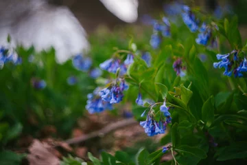 Foto op Plexiglas The Growing and Blooming Bluebell Wildflower © Cavan