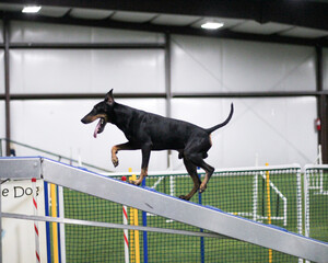 Manchester terrier on dog walk