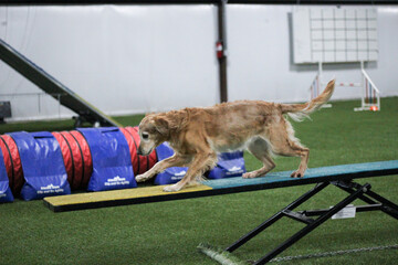 golden retriever on teeter totter