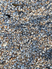 Abundance of small seashells covering the sand on Jupiter Beach