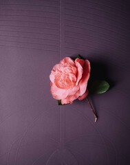Pink rose on yoga mat - obrazy, fototapety, plakaty