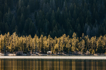 Stretch of backlit forest trees along lake shoreline in Stanley, Idaho - obrazy, fototapety, plakaty