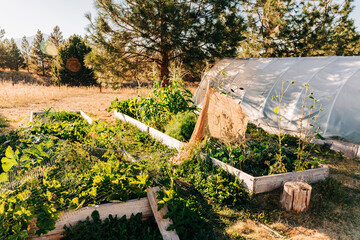 Greenhouse and garden beds at home farm