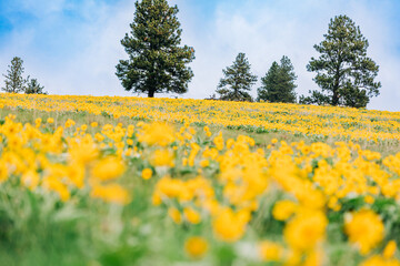 Field of arrowleaf balsamroot wildflowers in Missoula, Montana