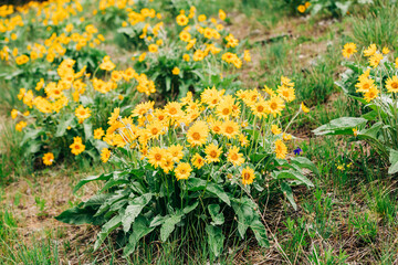 Fresh arrowleaf balsamroot wildflowers in Missoula, Montana