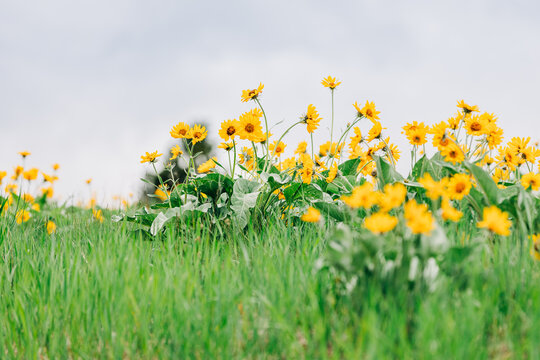 Cluster of arrowleaf balsamroot wildflowers in Missoula, Montana