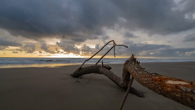 timelapse of a tree drifting on the beach