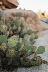 Prickly pear cactus (Opuntia) growing in desert environment